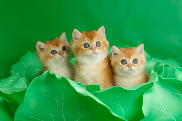 Ngiliz Altın Çağı Ndan Küçük Kedicikler — Stok fotoğraf