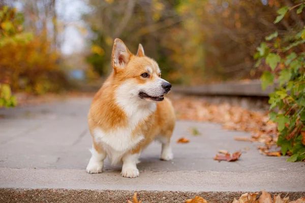 Walesi Corgi Kutya Ősszel Parkban — Stock Fotó