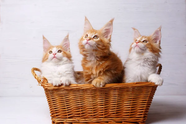 Três Bonitos Casulo Maine Littens Cesta Grupo Gatos Sentados Uma — Fotografia de Stock