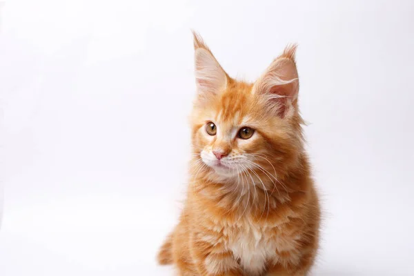 Close Red White Cat Maine Coon — Stock Photo, Image