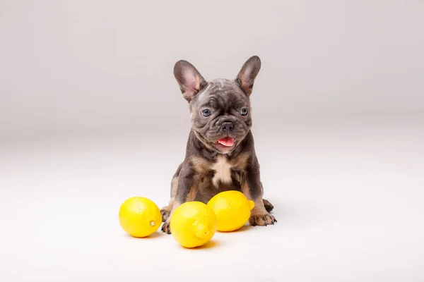 Perrito Bulldog Francés Gris Dulce Con Limones Estudio — Foto de Stock