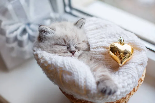 Bonito Pequeno Gatinho Dormindo Cesto — Fotografia de Stock