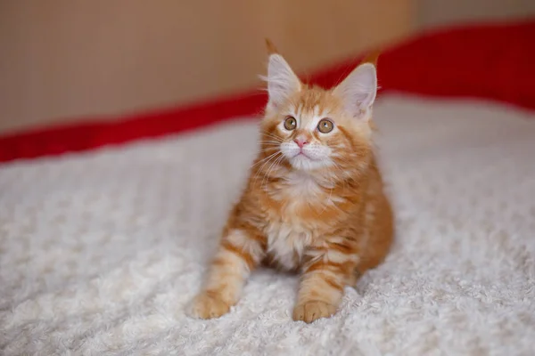 Симпатичная Рыжая Кошка Лежащая Кровати — стоковое фото