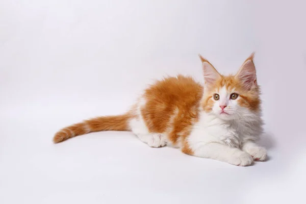 Close Red White Cat Maine Coon — стоковое фото