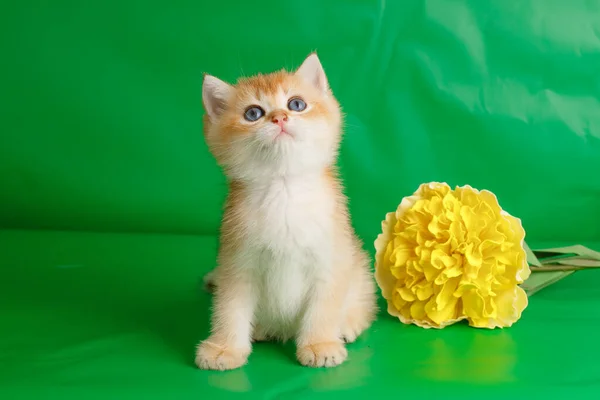 British Golden Breed Kitten Green Background Yellow Flower — Stock Photo, Image