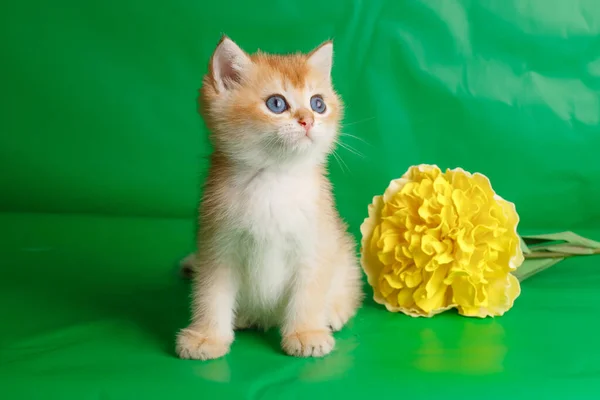 British Golden Breed Kitten Green Background Yellow Flower — Stock Photo, Image