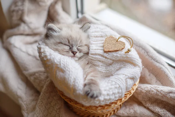 Aranyos Kis Cica Alszik Kosárban — Stock Fotó