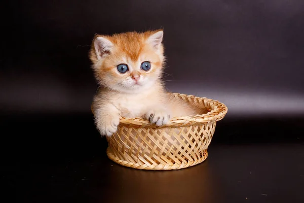 British golden chinchilla kitten in basket