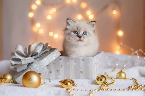 Pequeno Gatinho Bonito Uma Caixa Presente Decoração Natal Bokeh — Fotografia de Stock