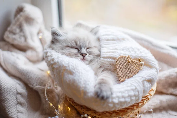 cute little kitten sleeping in basket on window sill