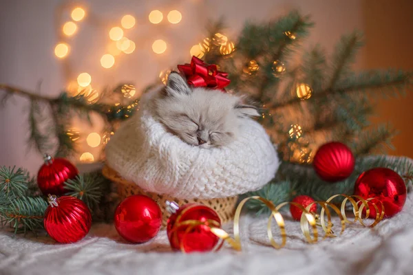 Pequeno Gatinho Bonito Dormindo Envolto Cachecol Decoração Natal — Fotografia de Stock