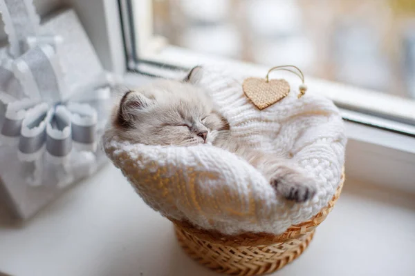 Bonito Pequeno Gatinho Dormindo Cesto — Fotografia de Stock