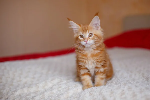 Süße Rote Katze Mit Weißen Flauschigen Augen — Stockfoto