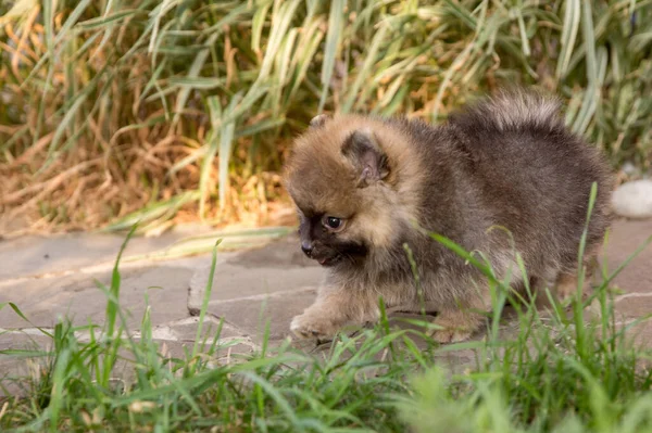 Cute Dog Forest — Stock Photo, Image