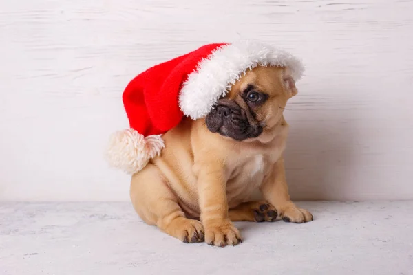 Bulldog Francés Cachorro Sombrero Santa Claus —  Fotos de Stock