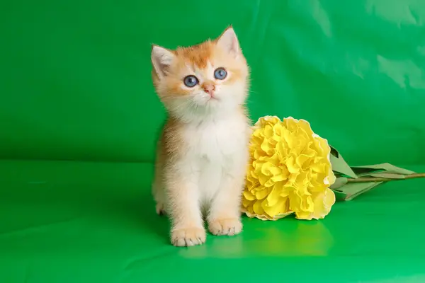 British Golden Breed Kitten Green Background Yellow Flower — Stock Photo, Image