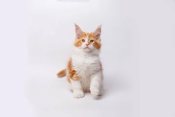 Close Red White Cat Maine Coon — стоковое фото