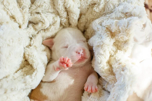 Cuccioli Ciechi Appena Nati Trovano Una Coperta Cesto — Foto Stock