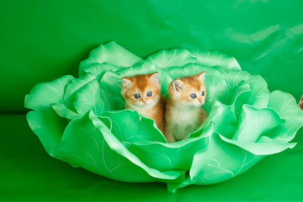 small kittens of  British Golden breed