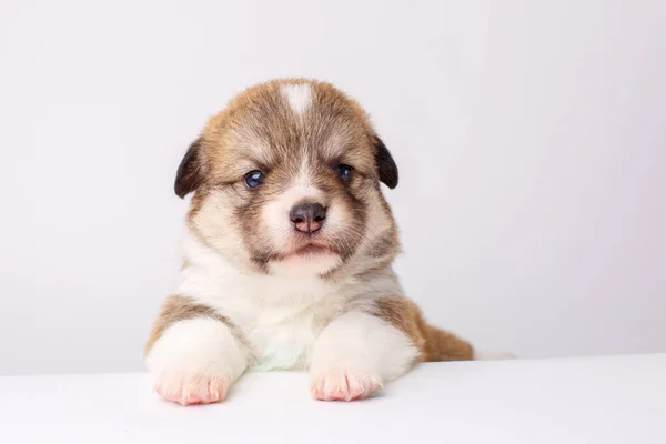 Lindo Cachorro Perro Acostado Suelo — Foto de Stock