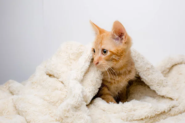 Gember Maine Coon Kitten Leggen Deken — Stockfoto