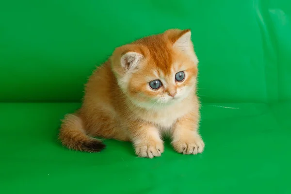 British Golden Chinchilla Breed Kitten Green Background — Stock Photo, Image