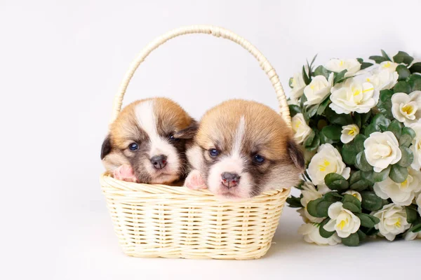Filhotes Cachorro Cesta Com Flores Vime Arco Fundo Branco — Fotografia de Stock