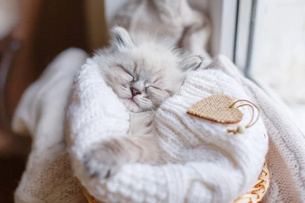Aranyos Kis Cica Alszik Kosárban Ablakpárkányon — Stock Fotó