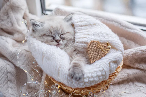 Roztomilé Koťátko Spí Košíku Parapetu — Stock fotografie