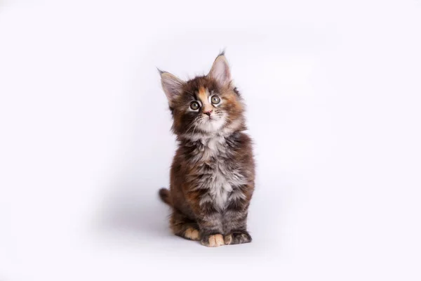 Cute Maine Coon Kitten — Stock Photo, Image