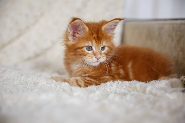 Kitty Está Casa Maine Coon Gatinho — Fotografia de Stock