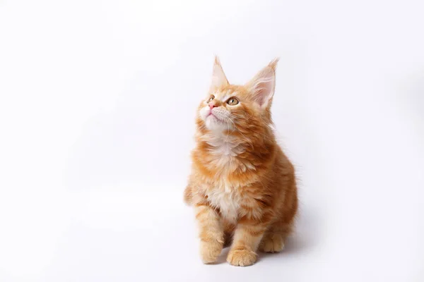 Close Red White Cat Maine Coon — Stock Photo, Image