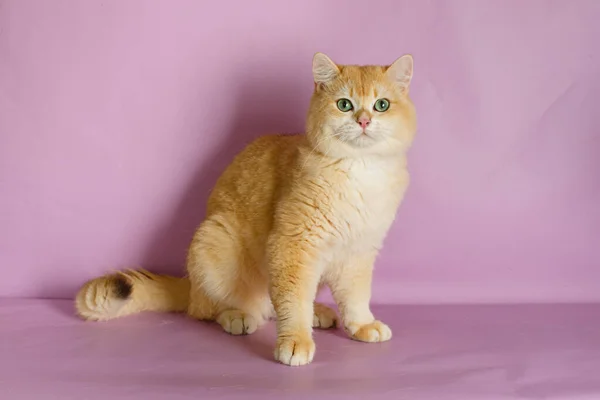Britânico Dourado Chinchila Gato Contra Rosa — Fotografia de Stock