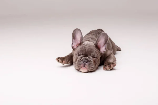 Grigio Francese Bulldog Cucciolo — Foto Stock