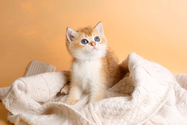 用针织毛毯织成的英国金丝雀品种的可爱小猫咪 — 图库照片