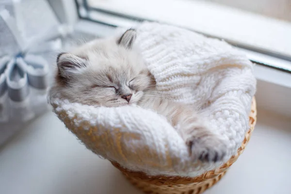 Schattig Klein Katje Slapen Mand — Stockfoto