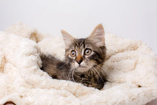 Grijs Maine Coon Kitten Leggen Deken — Stockfoto