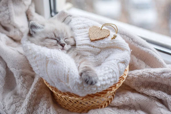 Gatinho Bonito Dormindo Cesta Peitoril Janela — Fotografia de Stock