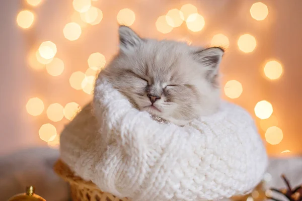 Pequeno Gatinho Bonito Dormindo Envolto Cachecol Decoração Natal — Fotografia de Stock