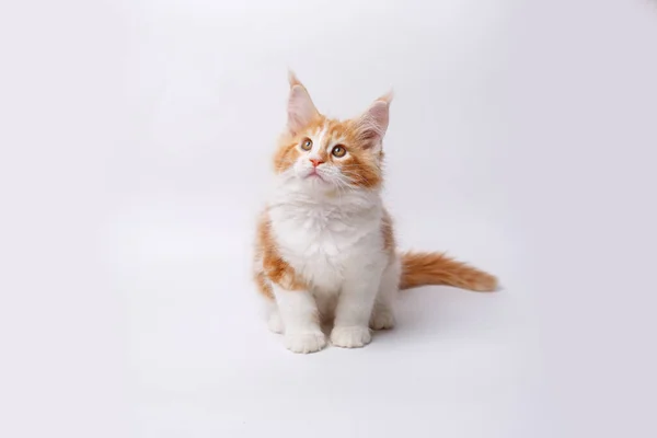 赤と白の猫を閉じますメインコーン — ストック写真
