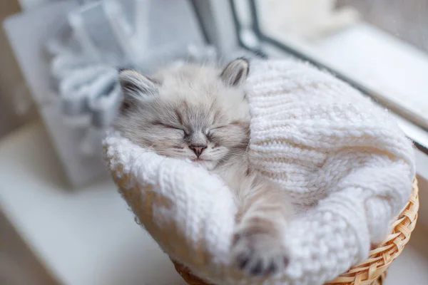 cute little kitty sleeping in basket