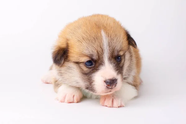 Bonito Corgi Filhote Cachorro Galês Pembroke Deitado Fundo Branco — Fotografia de Stock