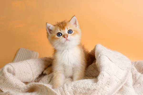 Söt Liten Kattunge Brittisk Gyllene Chinchilla Ras Stickad Filt — Stockfoto