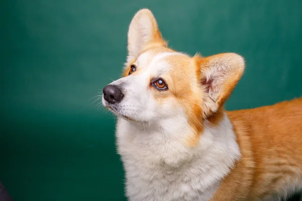 Porträt Eines Süßen Hundes — Stockfoto