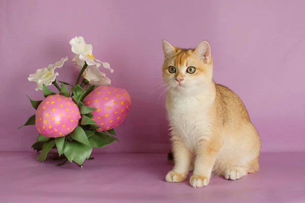 British Golden Chinchilla Cat Flower Decor Pink Background — Stock Photo, Image