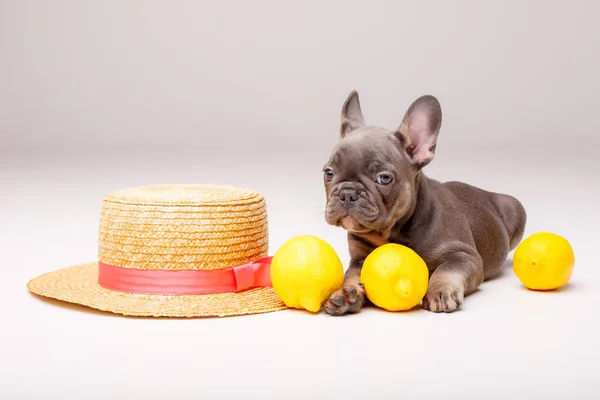 可爱的法国斗牛犬 长着柠檬和帽子 — 图库照片