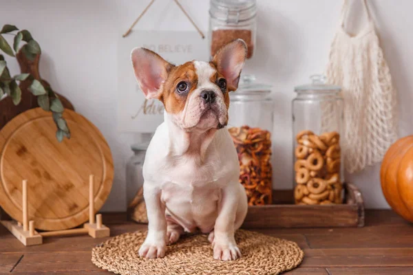 French bulldog puppy stands looking at the camera, Studio