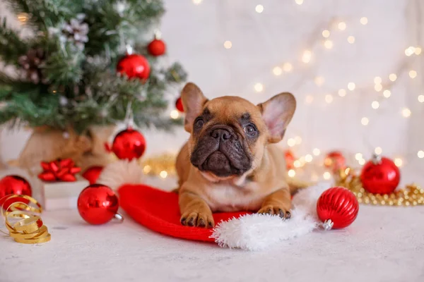 Cachorros Buldogue Franceses Fundo Ano Novo — Fotografia de Stock