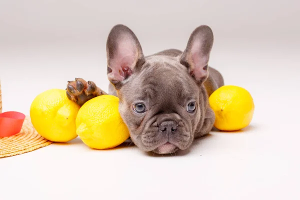 Perrito Bulldog Francés Gris Dulce Con Limones Estudio — Foto de Stock