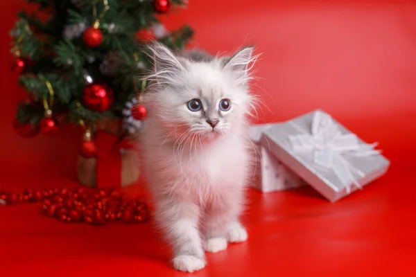 Fofo Gatinho Cinza Fundo Vermelho Árvore Natal Fundo Ano Novo — Fotografia de Stock